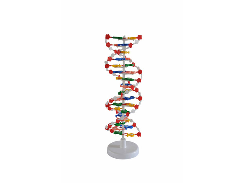 3230-DNA复制蛋白合成磁性演示器