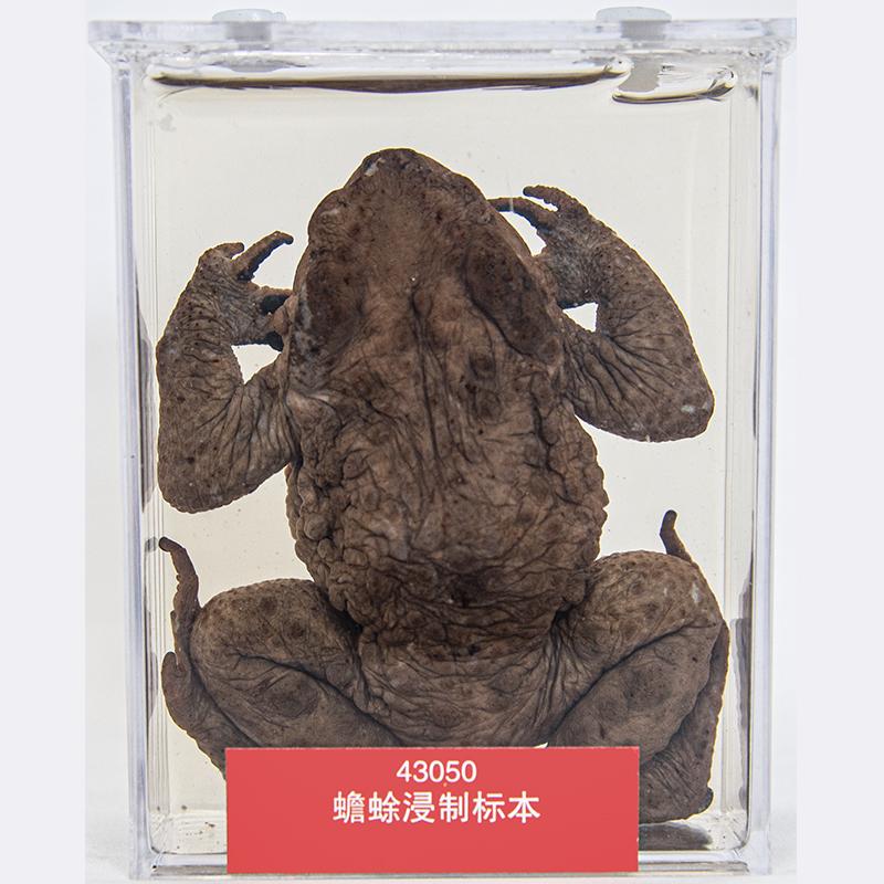 43050蟾蜍浸制标本