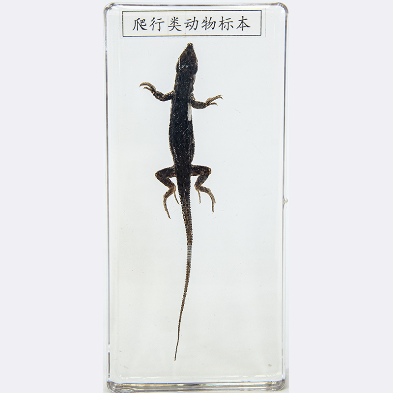 43052爬行类动物浸制标本