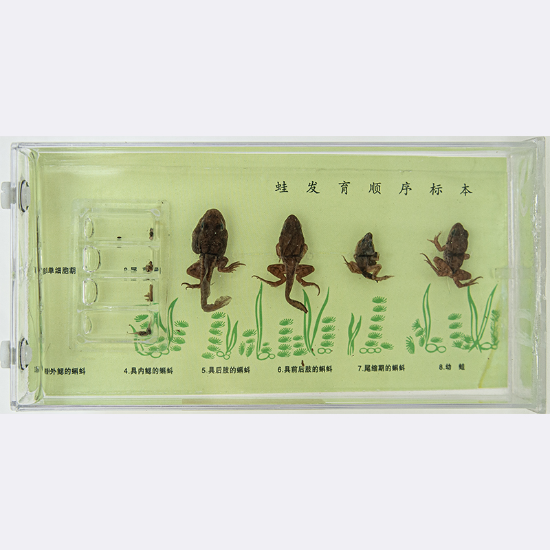 43053蛙发育顺序标本