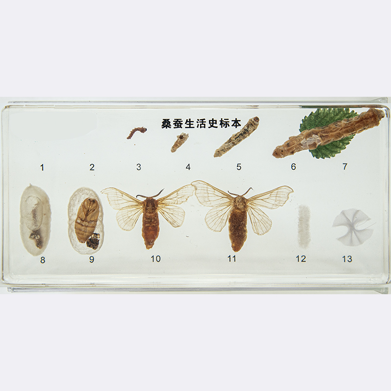 43151桑蚕生活史标本