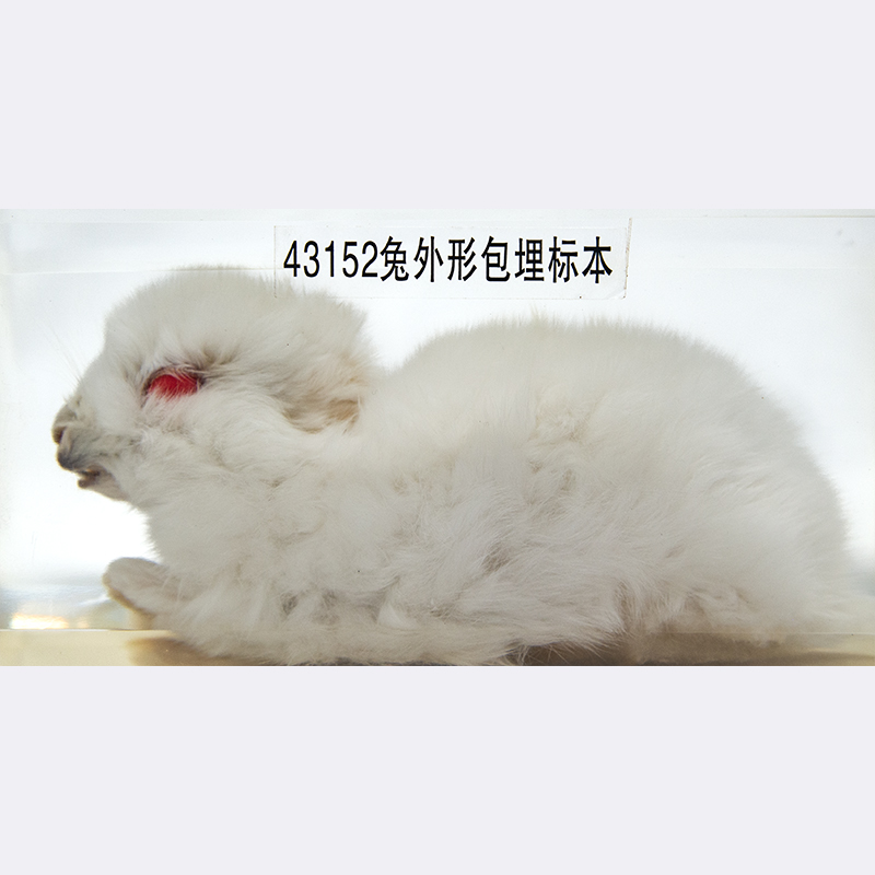 43152兔外形标本（包埋）