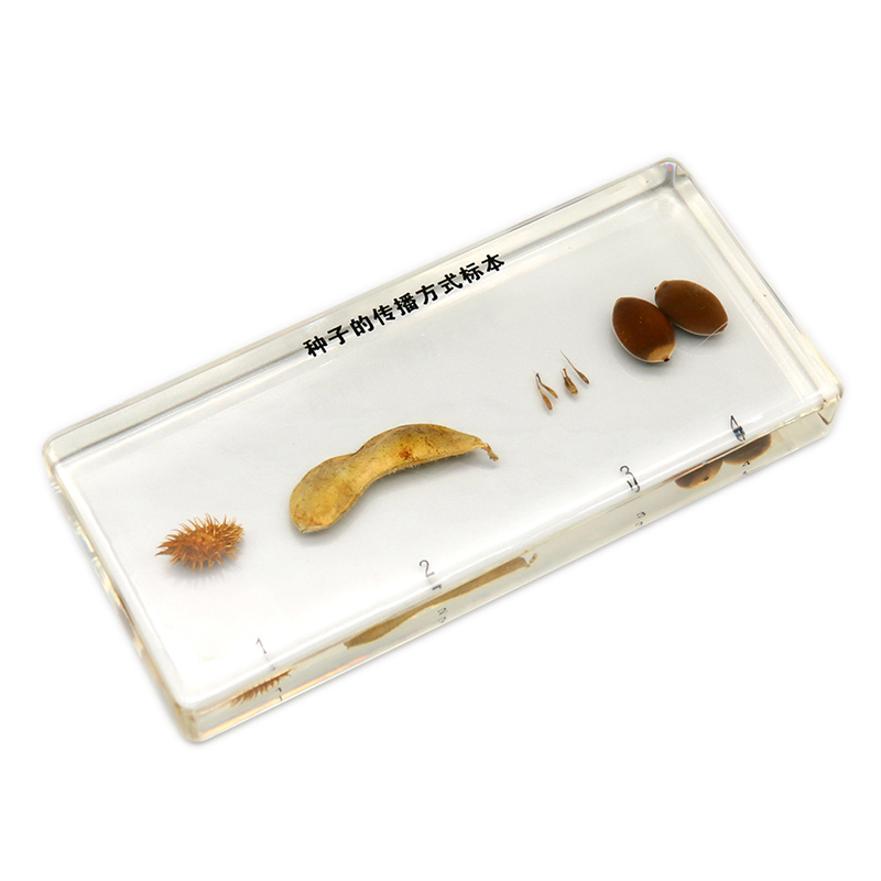 43153植物种子的传播方式标本