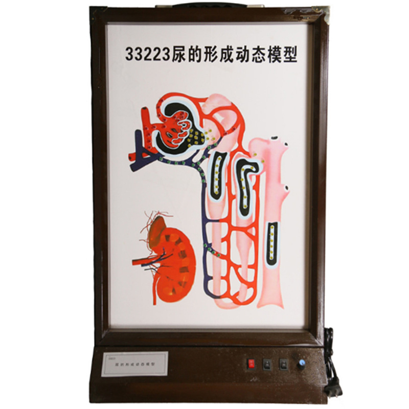 30409202901尿的形成动态模型