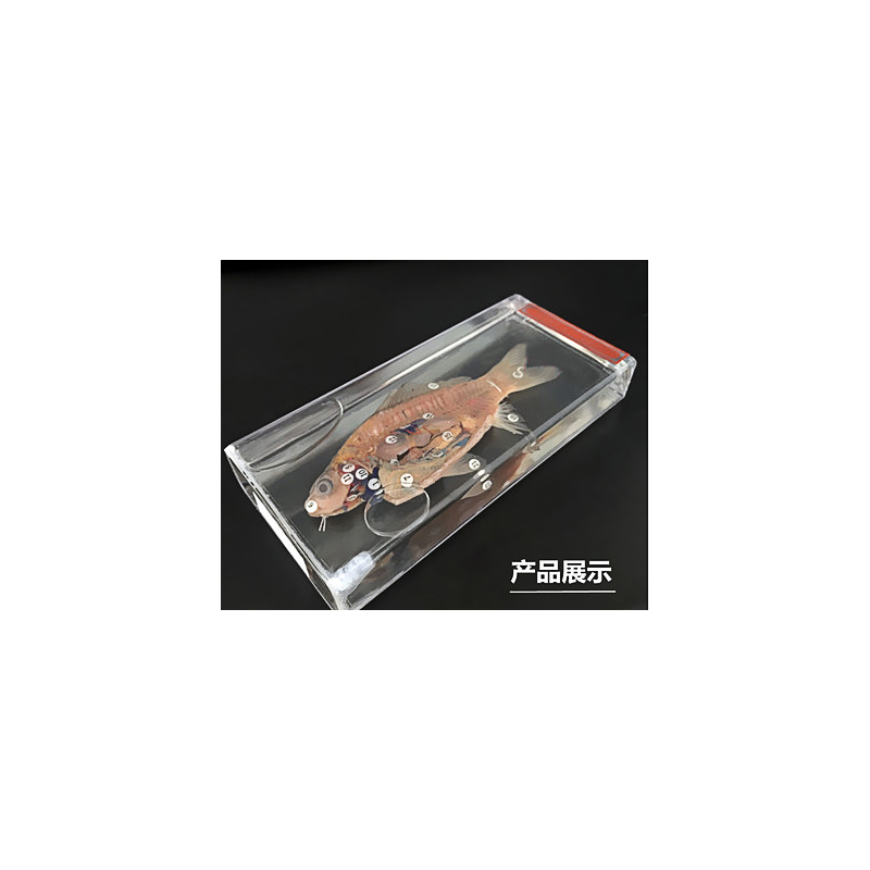 30509100111鱼解剖浸制标本
