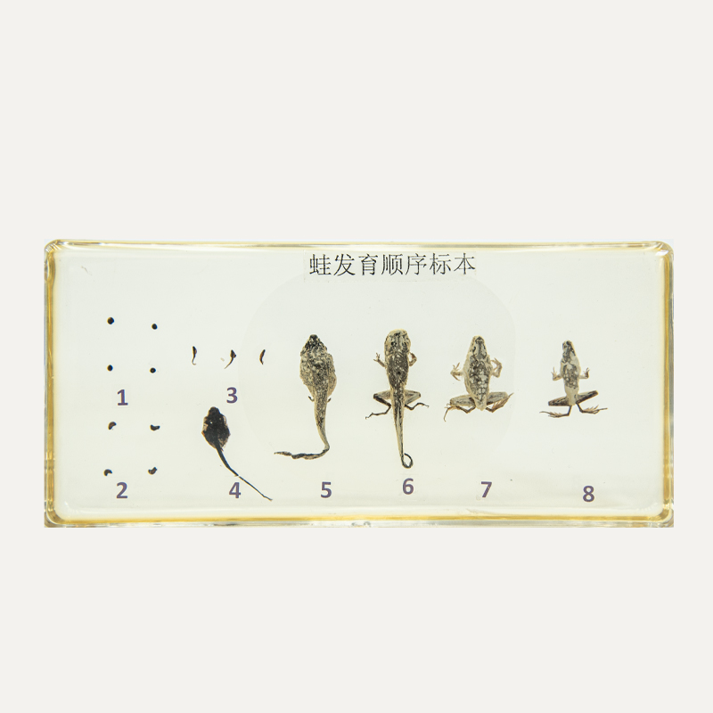 30509100911蛙发育顺序标本